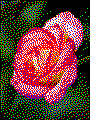 Beispielmotiv Rose