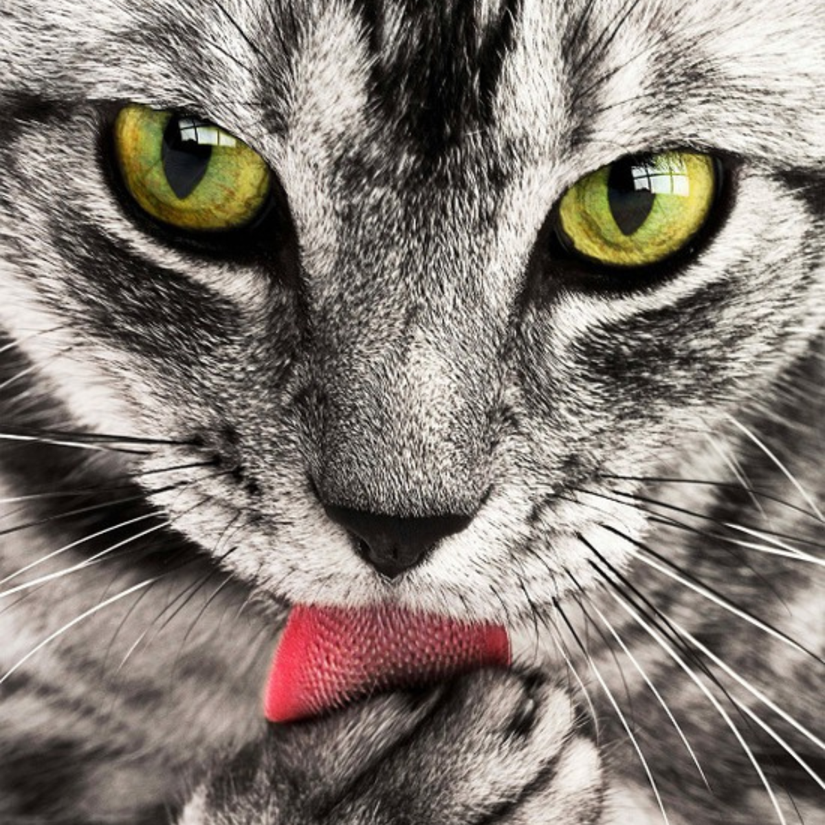 Originalfo einer Katze
