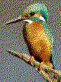 Eisvogel als kostenlose Kreativvorlage