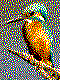 Kostenlose Eisvogel-Vorlage