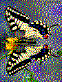 Schmetterling als Kreativvorlage